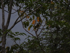 Pericrocotus solaris griseogularis