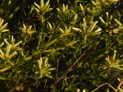 Baccharis linearifolia