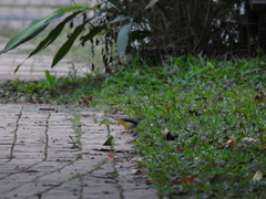 Motacilla cinerea cinerea