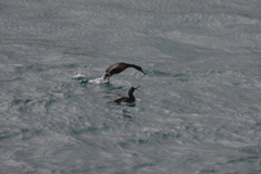 Gulosus aristotelis