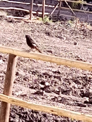 Thamnolaea cinnamomeiventris