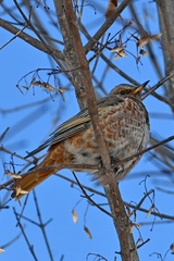 Turdus naumanni