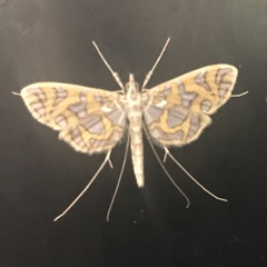 Polythlipta annulifera