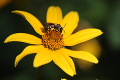 Triepeolus remigatus