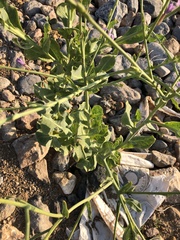 Physorhynchus chamaerapistrum