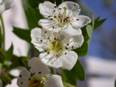 Crataegus monogyna