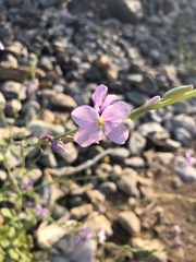 Physorhynchus chamaerapistrum