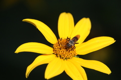 Triepeolus remigatus