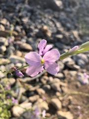 Physorhynchus chamaerapistrum