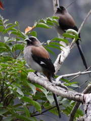 Dendrocitta formosae formosae
