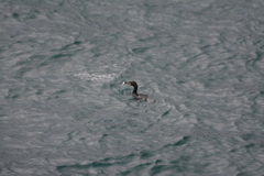 Gulosus aristotelis