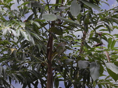 Erpornis zantholeuca griseiloris