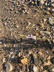 Physorhynchus chamaerapistrum