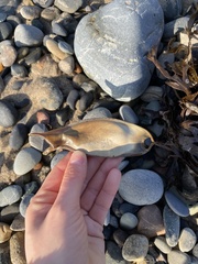 Scyliorhinus stellaris