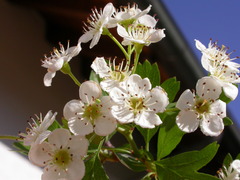 Crataegus monogyna