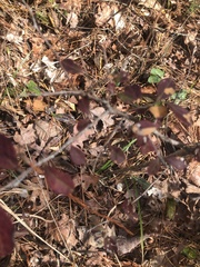 Vaccinium arboreum