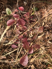 Vaccinium arboreum