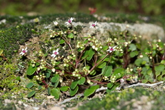 Crassula dentata