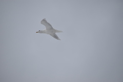 Larus glaucoides kumlieni