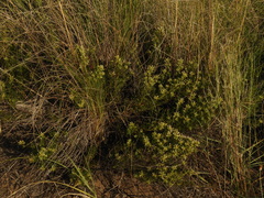 Baccharis linearifolia