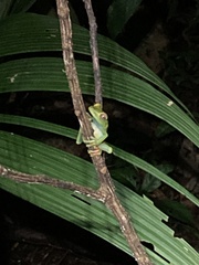 Boana rufitela