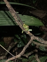 Boana rufitela