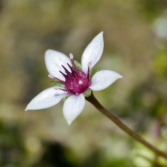 Crassula dentata