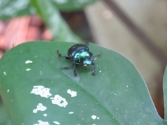 Canthon viridis