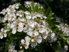 Crataegus monogyna