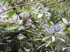 Machlolophus holsti