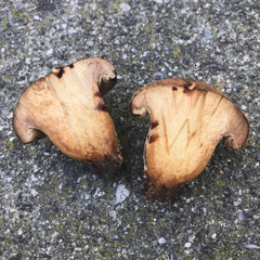 Paxillus