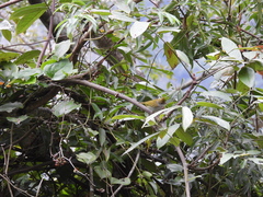 Erpornis zantholeuca griseiloris