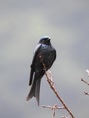 Dicrurus aeneus braunianus