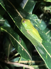 Boana rufitela