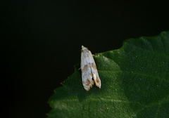 Phalonidia contractana