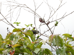 Dicaeum ignipectus formosum