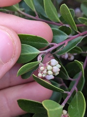 Arctostaphylos franciscana