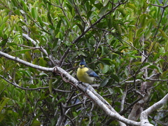 Machlolophus holsti