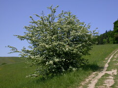 Crataegus monogyna