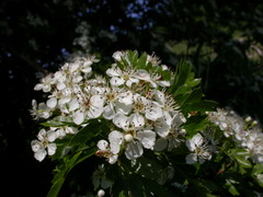 Crataegus monogyna