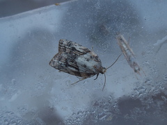 Platynota idaeusalis