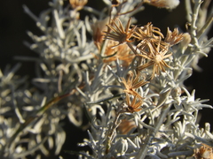 Senecio filaginoides