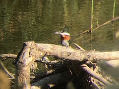 Chloroceryle americana