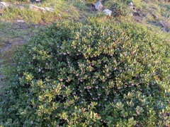 Arctostaphylos franciscana