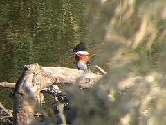 Chloroceryle americana