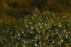 Arctostaphylos franciscana