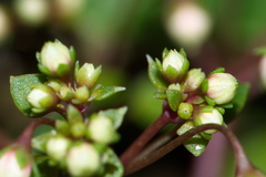 Crassula dentata