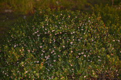 Arctostaphylos franciscana