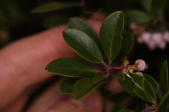 Arctostaphylos franciscana