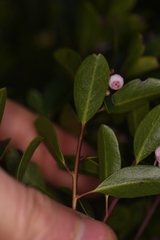 Arctostaphylos franciscana
